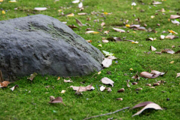 庭石